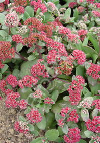 Sedum telephium 'Red Cauli'