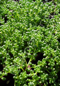 Sedum album 'Chloroticum'