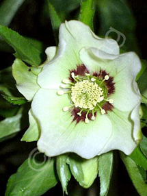 Helleborus x hybridus 'Mardi Gras Green'