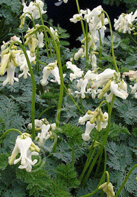 Dicentra 'Ivory Hearts'