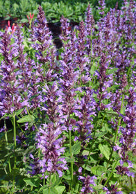 Agastache 'Summer Sky'