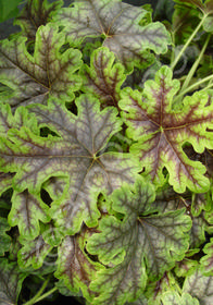 Heucherella 'Tapestry'