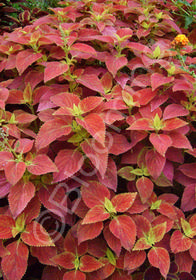 Coleus (Solenostemon)  'Alabama Sunset'