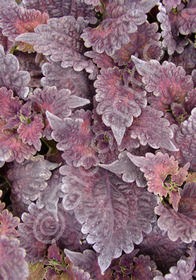 Coleus (Solenostemon) 'Blackberry Waffle'