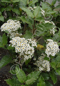 Olearia mucronata