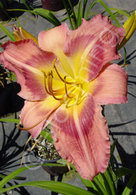 Hemerocallis 'Space Wars'