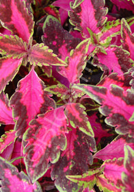 Coleus 'Chaotic Rose' 