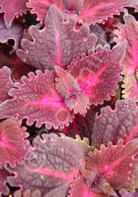 Coleus (Solenostemon) 'Flamingo' Coleus (Solenostemon) 'Flamingo'