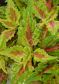 Coleus (Solenostemon) 'Grace Ann' Coleus (Solenostemon) 'Grace Ann'