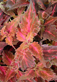 Coleus 'Oompah' (aka Solenostemon)