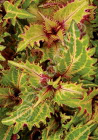 Coleus (Solenostemon) 'Peter's Wonder'