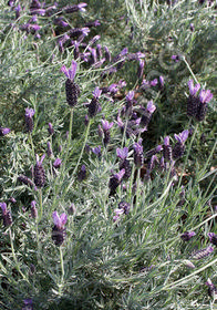 Lavandula stoechas 'Otto Quast'