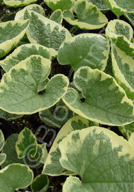 Brunnera macrophylla 'Hadspen Cream'