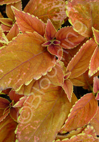 Coleus 'Rustic Orange'  