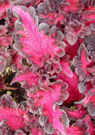 Coleus (Solenostemon) 'Songbird'