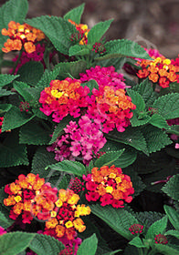 Lantana camara Anne Marie