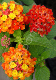 Lantana camara 'Florida Orange Mound'