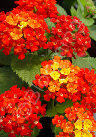 Lantana camara Florida Red Mound