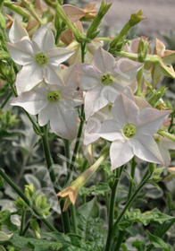 Nicotiana x sanderae 'Fragrant Cloud'