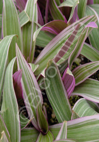 Rhoeo (Tradescantia) spathacea 'Tricolor'