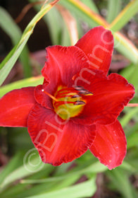 Hemerocallis 'Chicago Apache'