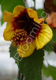 Abutilon 'Challo'