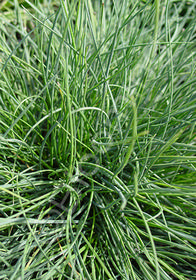 Festuca idahoensis 'Stanislaus River'