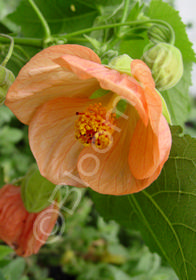 Abutilon 'Harvest Moon'