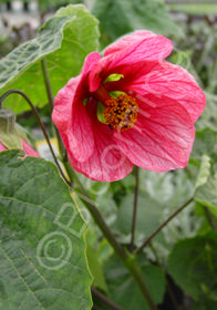 Abutilon x 'Strybing Red'