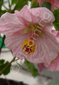 Abutilon 'Mobile Pink'