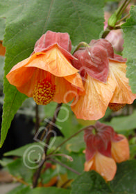 Abutilon 'Apricot'