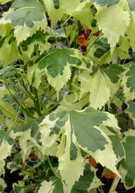 Abutilon x hybridum 'Savitzii'