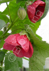 Abutilon 'Hot Pink'