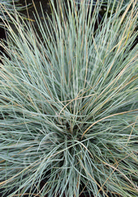 Festuca idahoensis 'Siskiyou Blue'