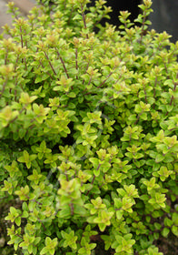 Lonicera nitida 'Twiggy'