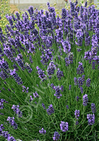 Lavandula angustifolia 'Twickle Purple'