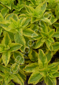 Lysimachia punctata 'Golden Alexander'