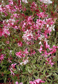 Gaura lindheimeri 'Sunny Butterflies'