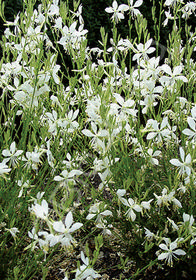 Gaura lindheimeri 'So White'