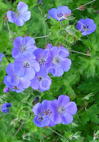 Geranium 'Rozanne'