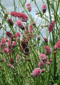 Sanguisorba tenuifolia 'Pink Elephant'