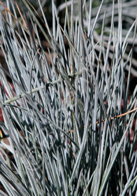 Festuca glauca 'Boulder Blue'