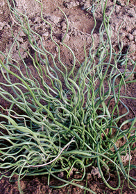 Juncus effusus 'Unicorn'