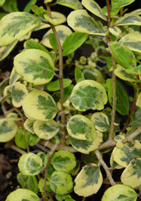 Azara integrifolia 'Variegata'