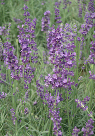 Lavandula angustifolia 'Betty Blue'