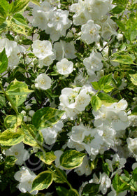 Philadelphus x lemoinei 'Innocence'