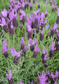 Lavandula stoechas 'Wings of Night'