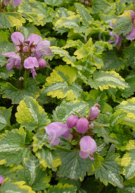 Lamium maculatum 'Anne Greenaway'