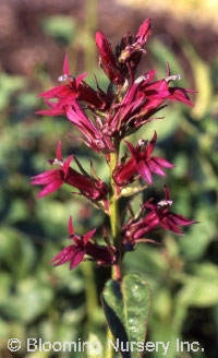 Lobelia 'Sparkle Devine'                          