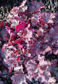 Heuchera 'Stormy Seas'